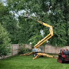 Best Hedge Trimming  in Grandview Plaza, KS