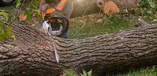 Best Lawn Maintenance Plans  in Grandview Plaza, KS