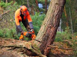 Best Leaf Removal  in Grandview Plaza, KS