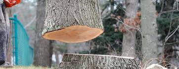 Best Hazardous Tree Removal  in Grandview Plaza, KS