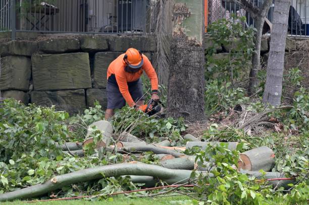 Best Storm Damage Tree Cleanup  in Grandview Plaza, KS